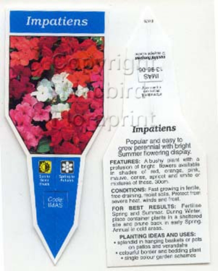 Picture of ANNUAL IMPATIENS - MIXED PICTURE (UNNAMED VARIETY)                                                                                                    