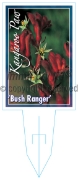 Picture of ANIGOZANTHOS BUSH RANGER                                                                                                                              