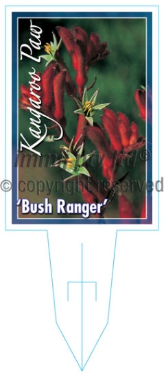 Picture of ANIGOZANTHOS BUSH RANGER                                                                                                                              