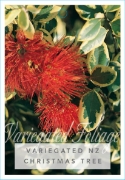 Picture of METROSIDEROS EXCELSUS VARIEGATA NZ XMAS TREE                                                                                                          