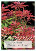 Picture of PIERIS JAPONICA MOUNTAIN FIRE                                                                                                                         