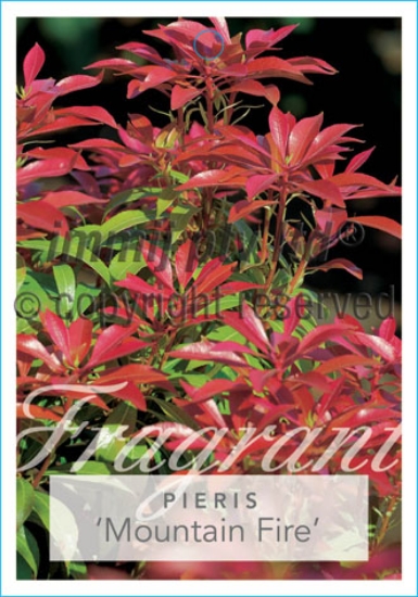 Picture of PIERIS JAPONICA MOUNTAIN FIRE                                                                                                                         