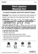 Picture of PIERIS JAPONICA MOUNTAIN FIRE                                                                                                                         
