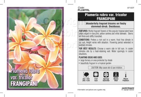 Picture of PLUMERIA RUBRA VAR TRICOLOR FRANGIPANI                                                                                                                