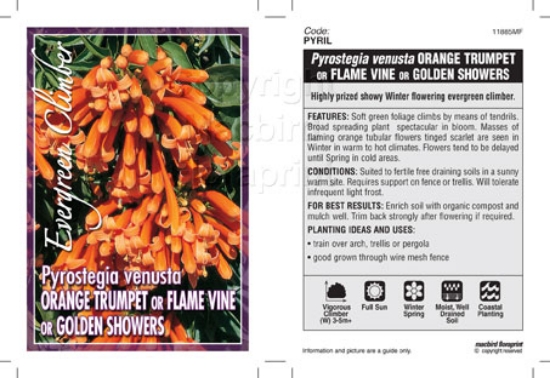 Picture of PYROSTEGIA VENUSTA ORANGE TRUMPET                                                                                                                     
