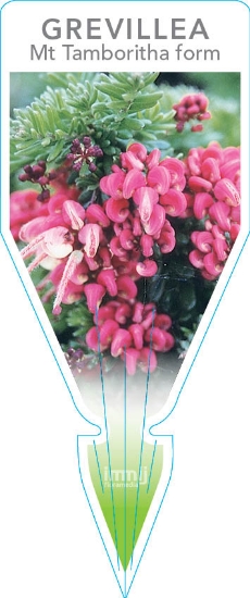 Picture of GREVILLEA LANIGERA MT TAMBORITHA                                                                                                                      