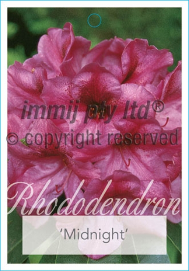 Picture of RHODODENDRON MIDNIGHT                                                                                                                                 