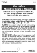 Picture of FRUIT GRAPE TABLE MUSCAT GORDO (WHITE MUSCATEL)                                                                                                       