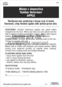 Picture of FRUIT APPLE GOLDEN DELICIOUS Jumbo Tag                                                                                                                