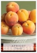 Picture of FRUIT APRICOT TREVATT (HERITAGE) Jumbo Tag                                                                                                            