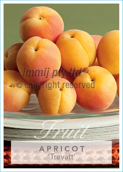 Picture of FRUIT APRICOT TREVATT (HERITAGE) Jumbo Tag                                                                                                            