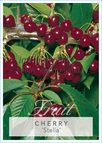 Picture of FRUIT CHERRY STELLA (HERITAGE) Jumbo Tag                                                                                                              