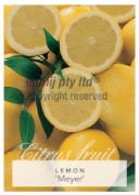 Picture of FRUIT CITRUS LEMON MEYER Jumbo Tag                                                                                                                    