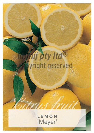 Picture of FRUIT CITRUS LEMON MEYER Jumbo Tag                                                                                                                    