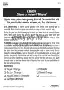 Picture of FRUIT CITRUS LEMON MEYER Jumbo Tag                                                                                                                    