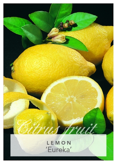 Picture of FRUIT CITRUS LEMON EUREKA Jumbo Tag                                                                                                                   
