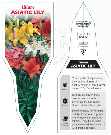 Picture of BULB LILIUM ASIATIC HYBRID                                                                                                                            