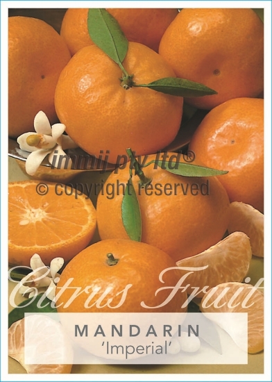 Picture of FRUIT CITRUS MANDARIN IMPERIAL (HERITAGE) Jumbo Tag                                                                                                   
