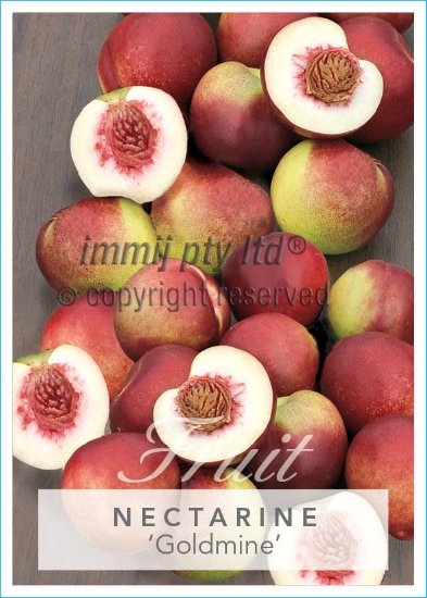 Picture of FRUIT NECTARINE GOLDMINE (HERITAGE) Jumbo Tag                                                                                                         