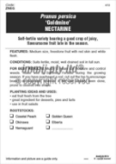 Picture of FRUIT NECTARINE GOLDMINE (HERITAGE) Jumbo Tag                                                                                                         