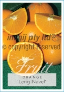Picture of FRUIT CITRUS ORANGE LENG NAVEL                                                                                                                        