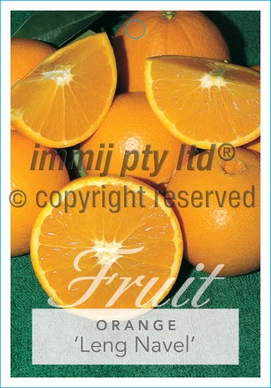 Picture of FRUIT CITRUS ORANGE LENG NAVEL                                                                                                                        