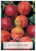 Picture of FRUIT PEACHARINE Jumbo Tag                                                                                                                            