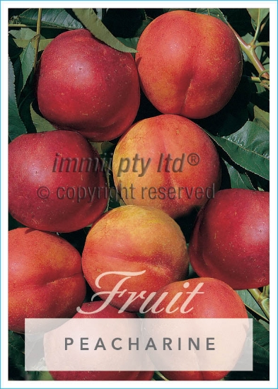 Picture of FRUIT PEACHARINE Jumbo Tag                                                                                                                            