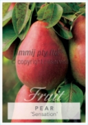 Picture of FRUIT PEAR SENSATION (HERITAGE) Jumbo Tag                                                                                                             
