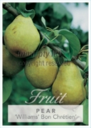 Picture of FRUIT PEAR WILLIAMS BON CHRETIEN (HERITAGE) Jumbo Tag                                                                                                 