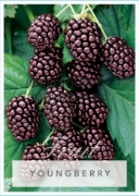 Picture of FRUIT YOUNGBERRY RUBUS SPECIES Jumbo Tag                                                                                                              