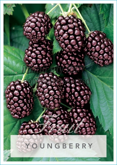 Picture of FRUIT YOUNGBERRY RUBUS SPECIES Jumbo Tag                                                                                                              