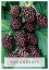 Picture of FRUIT YOUNGBERRY RUBUS SPECIES Jumbo Tag                                                                                                              