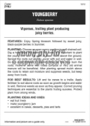 Picture of FRUIT YOUNGBERRY RUBUS SPECIES Jumbo Tag                                                                                                              