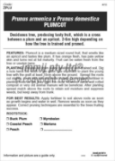 Picture of FRUIT PLUMCOT Jumbo Tag                                                                                                                               
