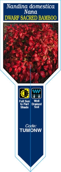 Picture of NANDINA DOMESTICA NANA (Ministik)                                                                                                                     