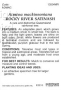Picture of ACMENA MACKINNONIANA ROCKY RIVER SATINASH                                                                                                             