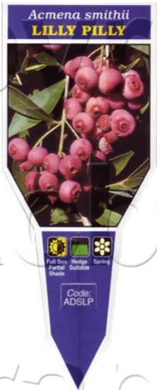 Picture of ACMENA SMITHII LILLY PILLY                                                                                                                            