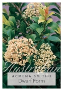 Picture of ACMENA SMITHII DWARF FORM                                                                                                                             
