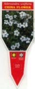 Picture of ADENANDRA UNIFLORA CHINA FLOWER                                                                                                                       