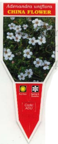 Picture of ADENANDRA UNIFLORA CHINA FLOWER                                                                                                                       