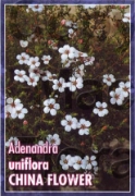 Picture of ADENANDRA UNIFLORA CHINA FLOWER                                                                                                                       