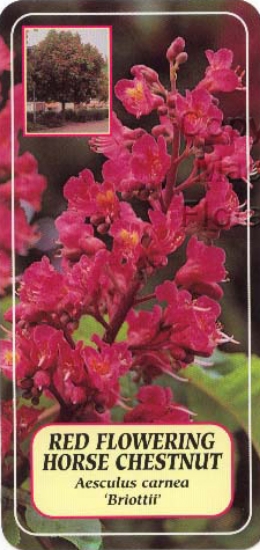 Picture of AESCULUS CARNEA BRIOTTII RED FLOWERING Jumbo Tag                                                                                                      