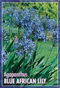 Picture of AGAPANTHUS BLUE AFRICAN LILY                                                                                                                          