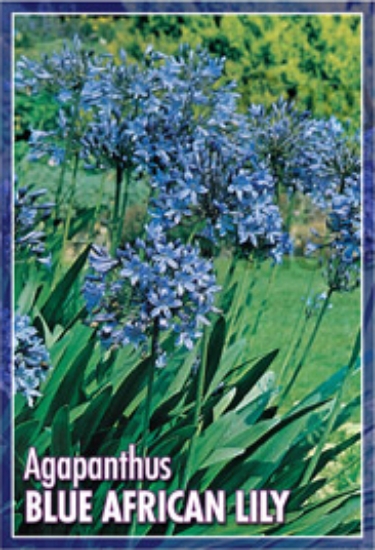 Picture of AGAPANTHUS BLUE AFRICAN LILY                                                                                                                          