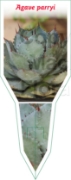 Picture of SUCCULENT AGAVE PARRYI                                                                                                                                