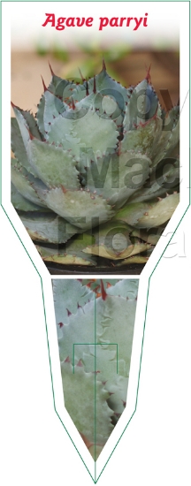 Picture of SUCCULENT AGAVE PARRYI                                                                                                                                