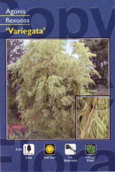 Picture of AGONIS FLEXUOSA VARIEGATA                                                                                                                             