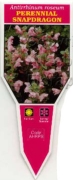 Picture of ANTIRRHINUM ROSEUM PERENNIAL SNAPDRAGON                                                                                                               