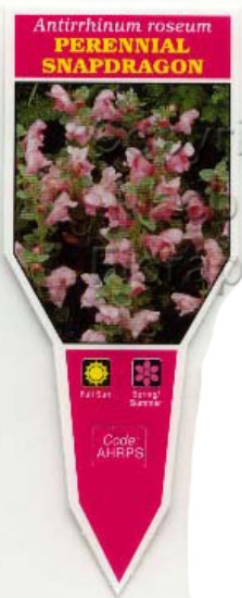 Picture of ANTIRRHINUM ROSEUM PERENNIAL SNAPDRAGON                                                                                                               